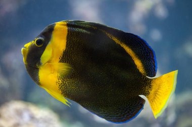 Akvaryum içinde karalanmış angelfish