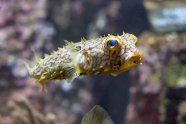 Akvaryum içinde çizgili burrfish