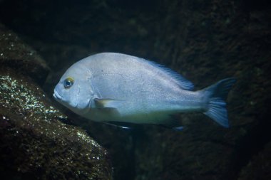 Rubberlip grunt in aquarium clipart