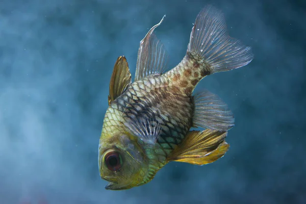 Pajama cardinalfish in aquarium — Stock Photo, Image