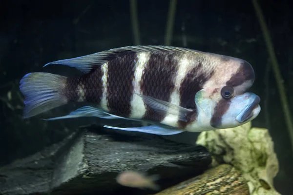 Frontosa fish in aquarium — Stock Photo, Image