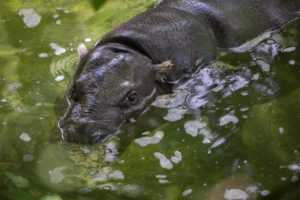 Hippopotame pygmée nageant — Photo