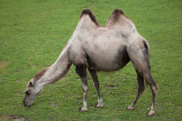 Двогорбий верблюд на траві — стокове фото