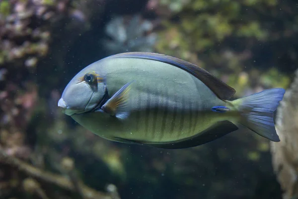 Doctorfish swimming in aquarium — Stock Photo, Image
