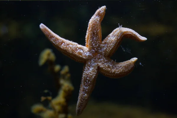 Estrella de mar común en el acuario — Foto de Stock