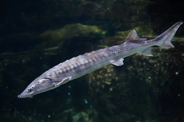 European sea sturgeon — Stock Photo, Image