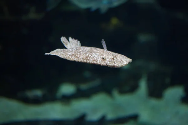 Риба турбот в акваріумі — стокове фото