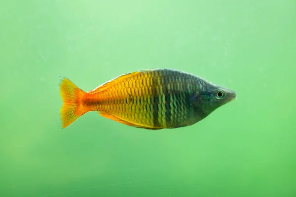 Boeseman's rainbowfish in aquarium — Stock Photo, Image