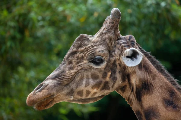 Central African żyrafa — Zdjęcie stockowe