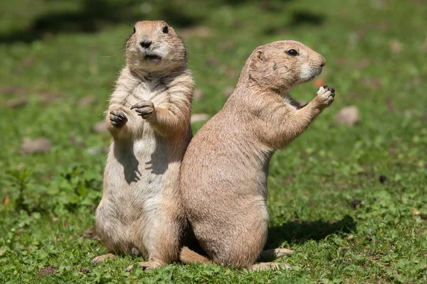 Prairiehonden met zwarte staart — Stockfoto