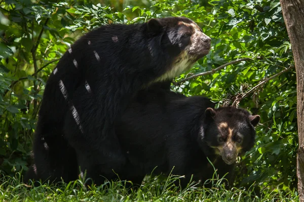 Очковые медведи в науральной среде обитания — стоковое фото