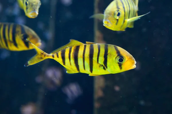 Trevallys dorados en acuario —  Fotos de Stock