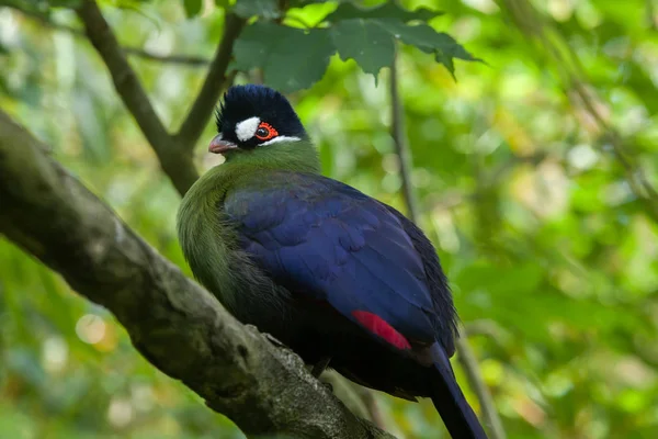 Hartlaub's turaco on branch — Stock Photo, Image