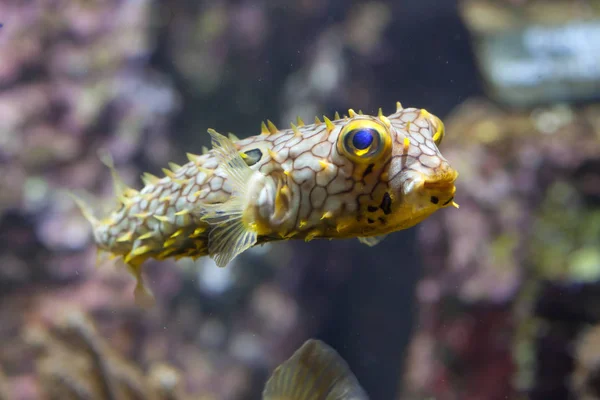 Ριγέ burrfish στο ενυδρείο — Φωτογραφία Αρχείου