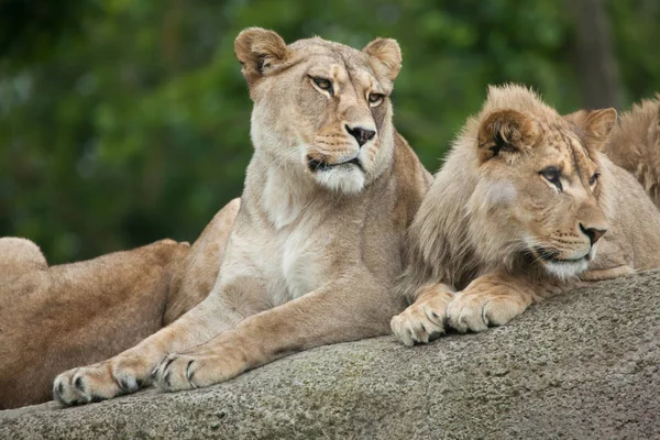 Lioness and juvenile male lions — Stock Photo, Image