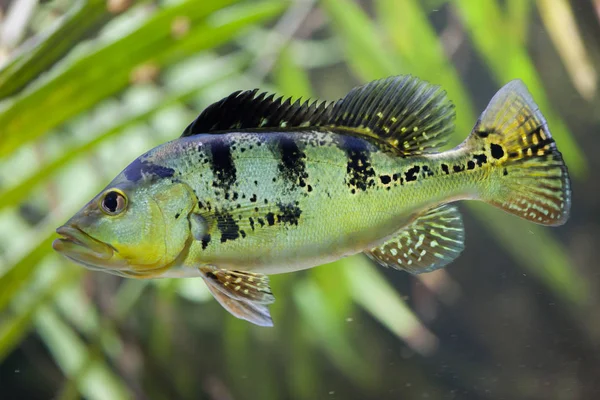 Butterfly peacock bass — Stock Photo, Image