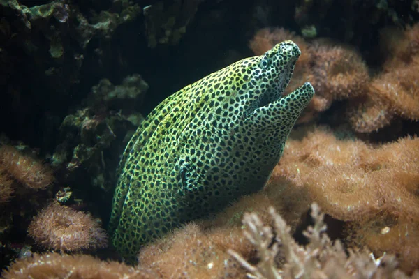 Přichycena moray v akváriu — Stock fotografie