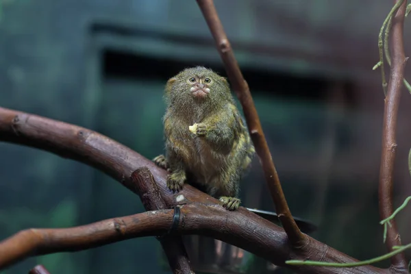 Marmoset pigmeu no zoológico — Fotografia de Stock