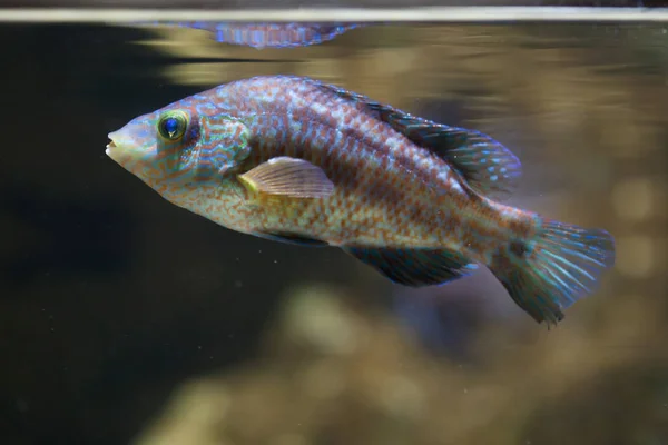 Corkwing wrasse in aquarium — Stock Photo, Image