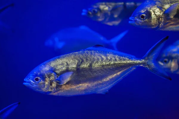 Atlantik at mackerels — Stok fotoğraf