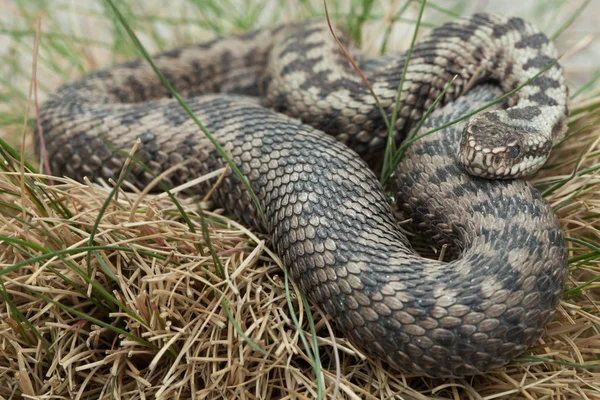 Adder in gras — Stockfoto