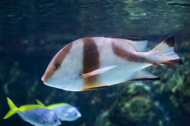 İmparator red snapper
