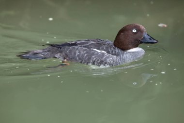 Avrasya goldeneye gölet