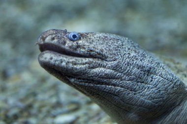Akvaryum Akdeniz moray