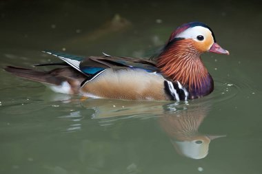 Mandarin ördek gölet