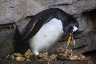 Gentoo penguin in zoo clipart
