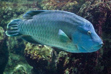 Humphead wrasse akvaryum