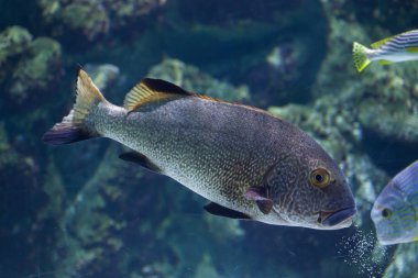 Kahverengi tatlı akvaryum