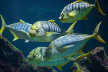 Akvaryum altın trevally