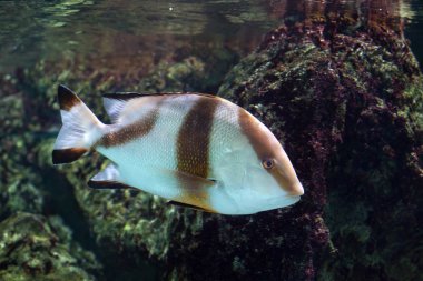 İmparator red snapper