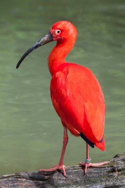 Scarlet ibis on log in pond clipart