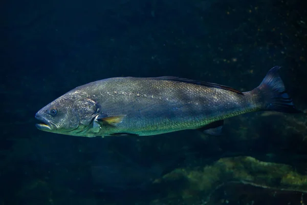 Pesci magri in acquario — Foto Stock