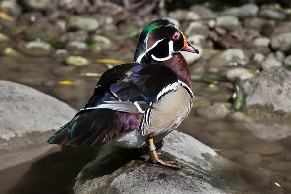 Carolina anatra sulla roccia — Foto Stock