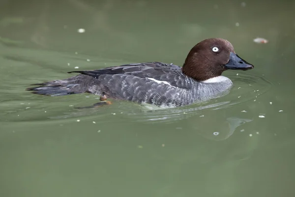 Euroasijské goldeneye v rybníku — Stock fotografie