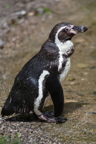 Pingüino de Humboldt en el zoológico — Foto de Stock