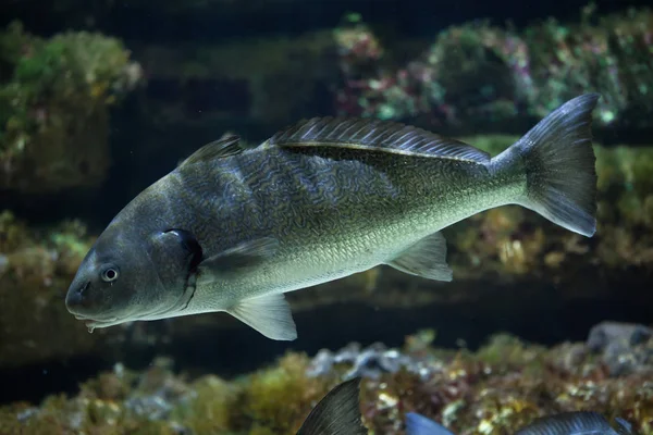 Shi trommel in aquarium — Stockfoto