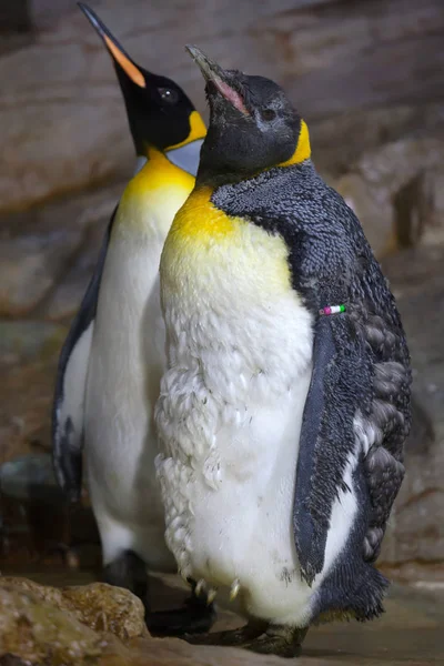 King penguins in zoo — Stock Photo, Image