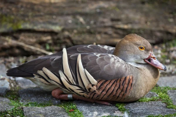 Fjäderprydda visslande anka — Stockfoto