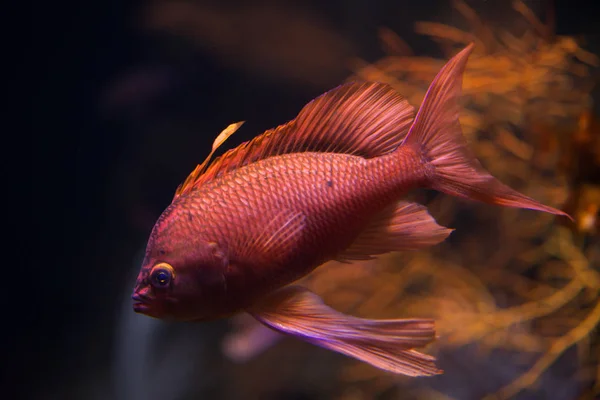 Koninginnenpage snapper in aquarium — Stockfoto