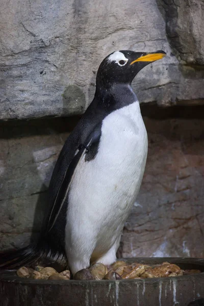 Gentoo penguin in zoo — Stock Photo, Image