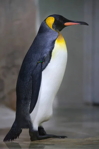 King penguin in zoo — Stock Photo, Image