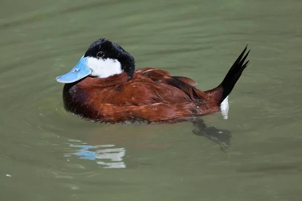 Ruddy Duck na lagoa — Fotografia de Stock