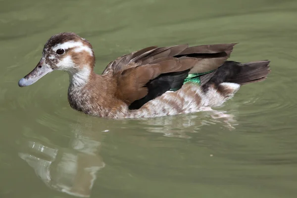 Ringed teal in pond — Stock Photo, Image