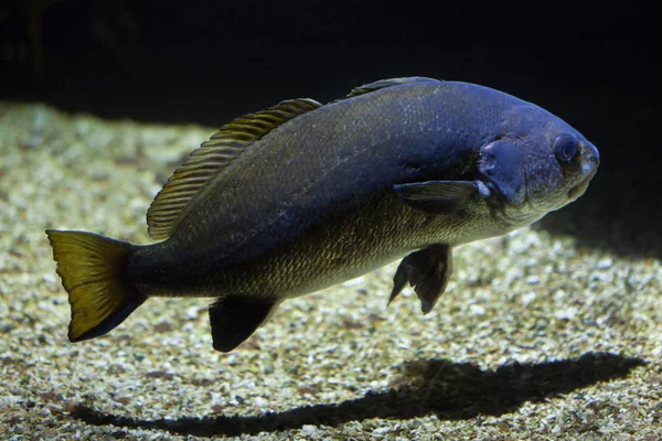 Peces magro en el acuario — Foto de Stock