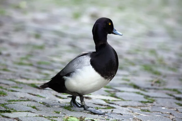 Lesser scaup standing on stone road — Stock Photo, Image