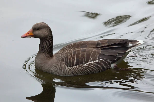 Greylag goose in pond — Stock Photo, Image